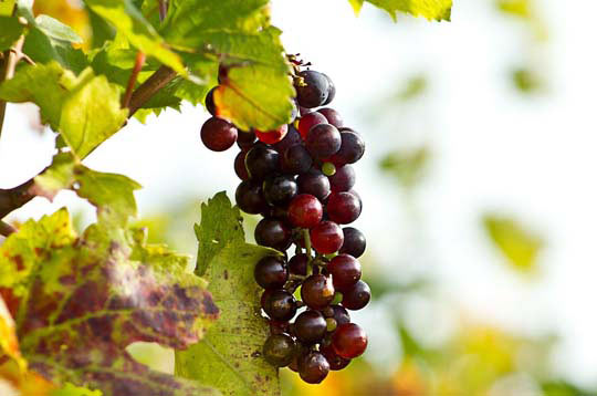 高可用企业级的免费攻击网站